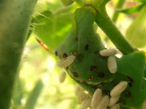 The Insect World: Manduca quinquemaculata: The Tomato Hornworm