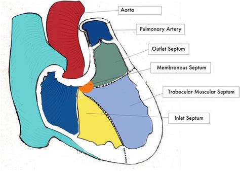 Interventricular Septum Development