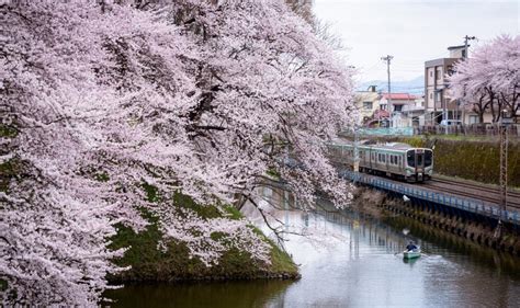 4 Yamagata Cherry Blossom Sites You Won’t Want to Miss This Spring - Travelogues from Remote Lands