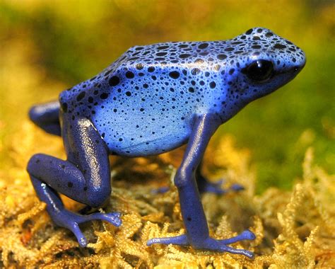 Poison Dart Frog of the blue variety | Valerie | Flickr