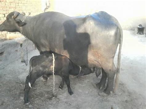 High Breed Murrah Buffalo at Best Price in Patan | Ashoks Dairy Farm