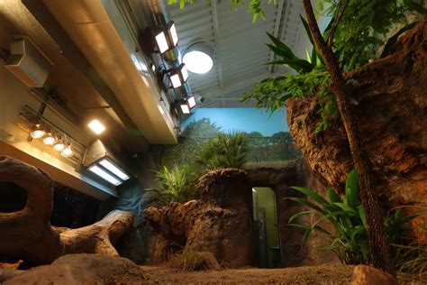 Seattle zoo’s enclosure lights create ideal Komodo habitat ...