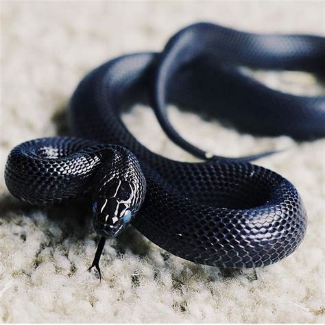 Pin by 덱 꼬 on Animais repteis | Mexican black kingsnake, Pet snake, Viper snake