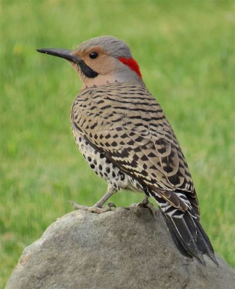 Northern flicker - Birds and Blooms