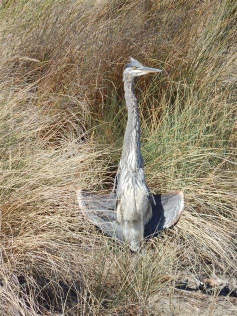 Was this Great Blue Heron trying to cool off in last week’s heat wave? – Mendonoma Sightings