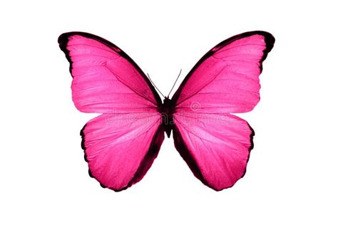 68,220 Pink Butterfly Stock Photos - Free & Royalty-Free Stock Photos from Dreamstime