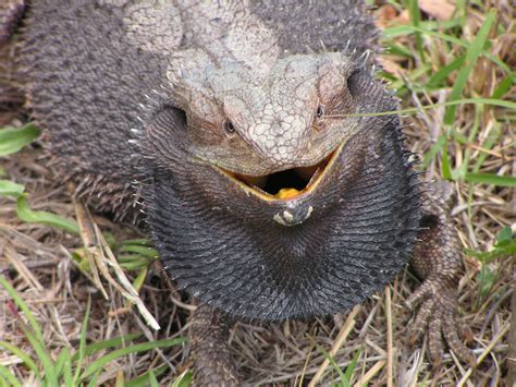 Eastern Bearded Dragon - ClimateWatch Australia- Citizen Science App