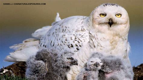 Snowy Owls - NWF | Ranger Rick