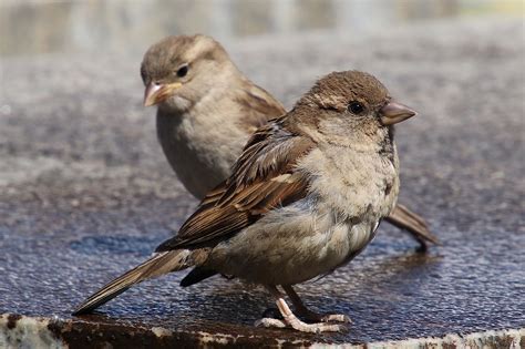 World Sparrow Day: Here are a few facts about the house sparrow, an ...