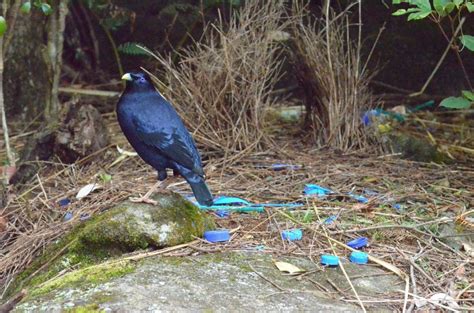 Bowerbird Symbolism & Meaning (+Totem, Spirit & Omens) | World Birds