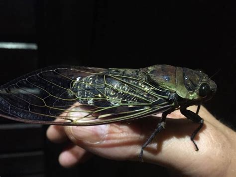 Timeline Photos - Frans de Waal - Public Page | Cicada, Beautiful bugs ...