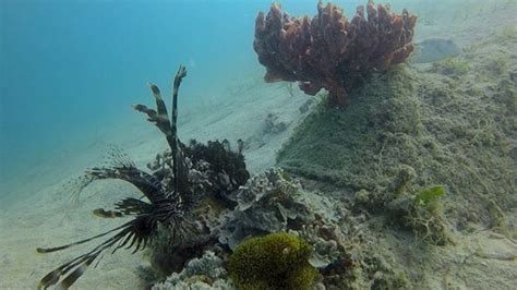 Hey Palawan! The underwater part of the island. . . . #travel #palawan #underwater #island # ...