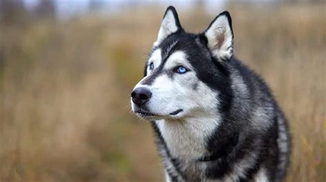 Siberian Husky Behavior | Siberian Husky Training Tips