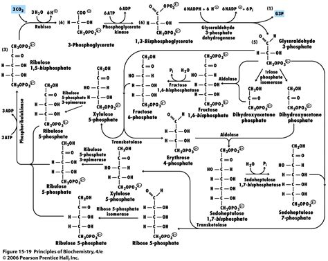 biochemistry - Purpose of the conversion of 3-PGA to G3P in the calvin cycle? - Biology Stack ...