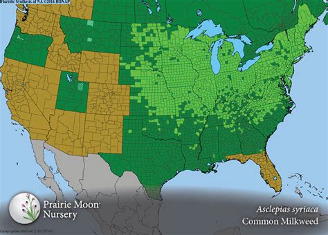 Prairie Moon Nursery :: Seeds :: Asclepias syriaca (Common Milkweed)