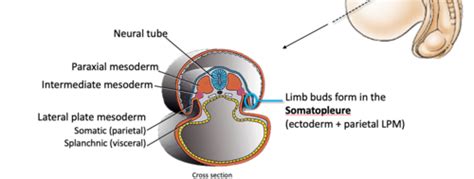 MSI Week 2: Embryology of the upper limb Flashcards | Quizlet