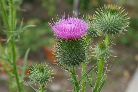 Cirsium vulgare