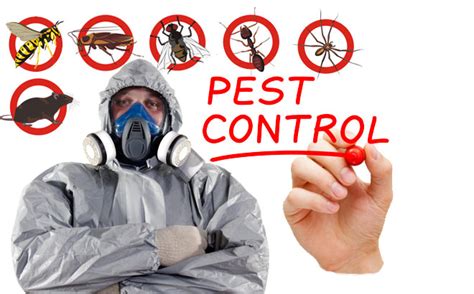 Get Rid of Pests & Insects With Waltham Forest Pest Control Services