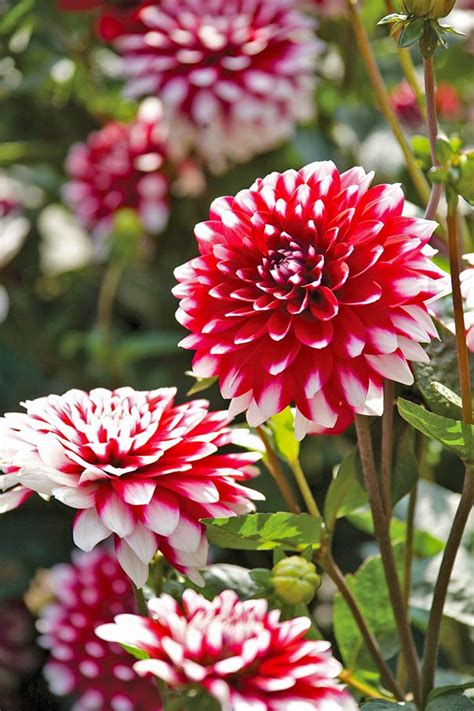 Dahlia, Red & White Giant - De Groot, Inc. - Perennials, Daylilies, Fruits, Vegetables, Shrubs ...