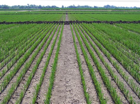 Rains challenge even Mississippi rice fields | Mississippi State ...