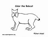 Bobcat Coloring Page sketch template