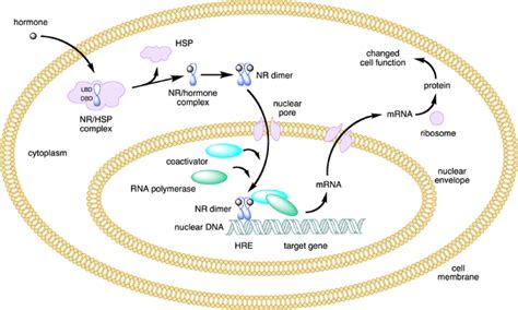 Steroid Hormone Receptors | Lecturio Online Medical Library