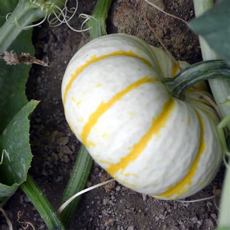 Pumpkin Garden Seeds - Lil' Pump-ke-mon Variety - 100 Seeds - Non-GMO, Heirloom Pumpkins ...