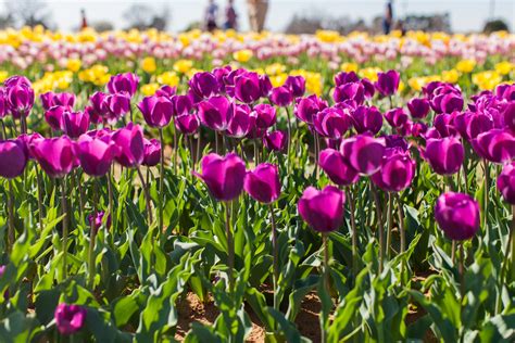 The Tulip Fields of Pilot Point, Texas — ESTHER HUYNH