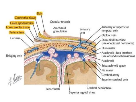 Head skull scalp layer anatomy - www.anatomynote.com | Subdural hematoma, Subcutaneous tissue ...