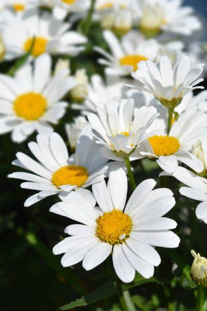 Wallpapers Of White Flowers