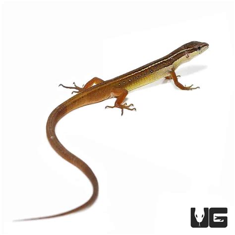 Long Tailed Grass Lizards For Sale - Underground Reptiles