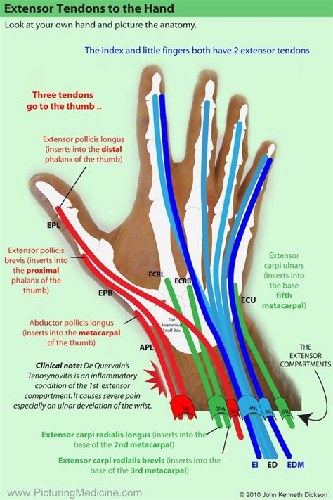 The Extensor Tendons. Try to recognise the patterns (highlight using different c... - #Extensor ...