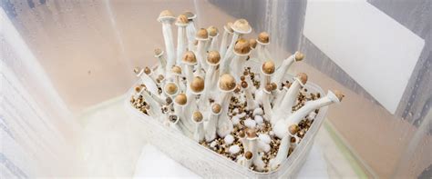 How to Grow Your Own Shrooms: A Mind-Expanding Guide