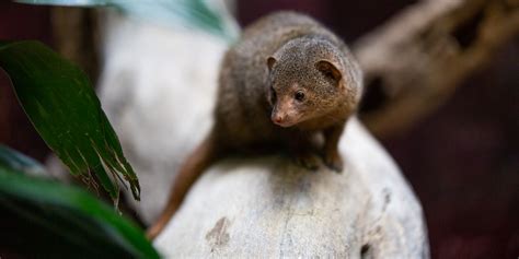 Dwarf mongoose | Smithsonian's National Zoo and Conservation Biology Institute