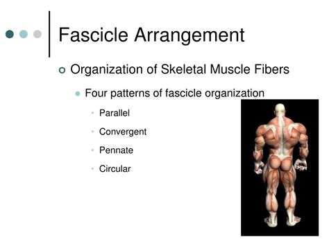 PPT - Muscular Anatomy PowerPoint Presentation, free download - ID:6565711