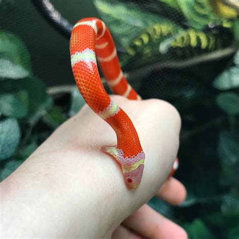 This little Albino Nelson’s Milk Snake at @scalesandtailsofohio perhaps mistook me for food ...