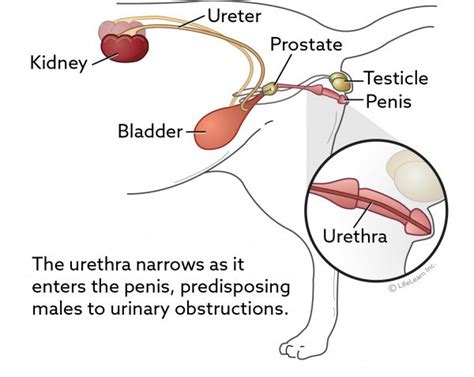 Perineal Urethrostomy Surgery in Cats | VCA Animal Hospital | Urinary ...