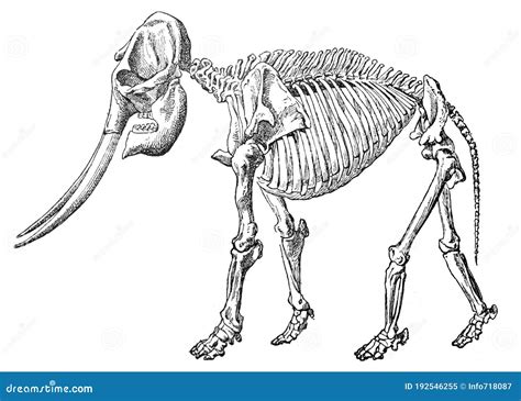 Skeletal of Elephant Anatomy / Vintage and Antique Illustration from Petit Larousse 1914 Stock ...