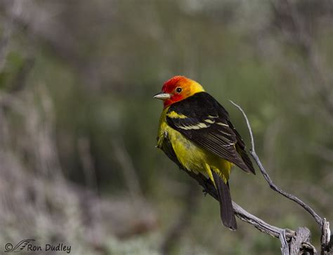 The Source Of Male Western Tanager Head Colors – Feathered Photography