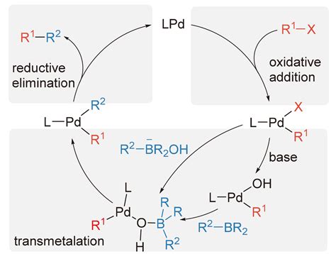 Masacre Subvención Miserable suzuki reaction mechanism vestir maíz Aburrido