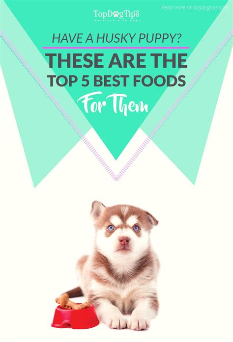 Top 5 Best Dog Food for Husky Puppies to Raise Them Healthfully