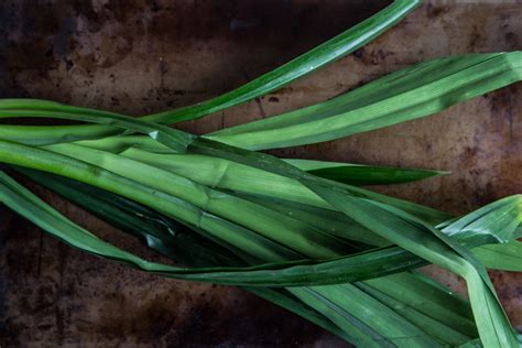 What is Pandan Leaf ? - What To Cook Today