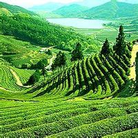 About Happy Valley Tea Estate Darjeeling India, Best Time to Visit, Photos, Reviews - Tripoto