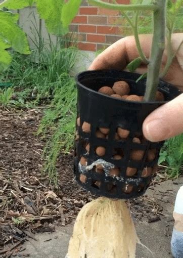 Growing Hydroponic Tomatoes: Tips for Home Gardeners