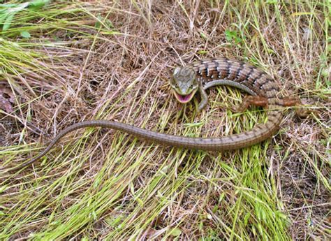 Southern Alligator Lizard (Elgaria multicarinata) at Herpedia™.com