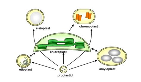 Diversity of plastid types and their interconversions. Chloroplasts... | Download Scientific Diagram