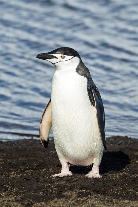 File:South Shetland-2016-Deception Island–Chinstrap penguin (Pygoscelis antarctica) 04.jpg ...