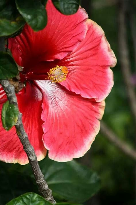 Gorgeous Hawaiian Hibiscus. | Hibiscus, Flowers, Hawaii