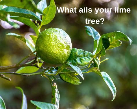 Common lime tree diseases and other problems | Gardenologist