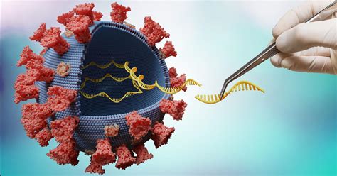 NIH researchers investigate virulence of SARS-CoV-2 virus